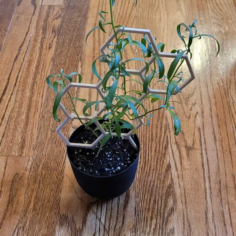Healthy potted Juncus patens plant with curling blue-green leaves in a small black container on a wooden surface.