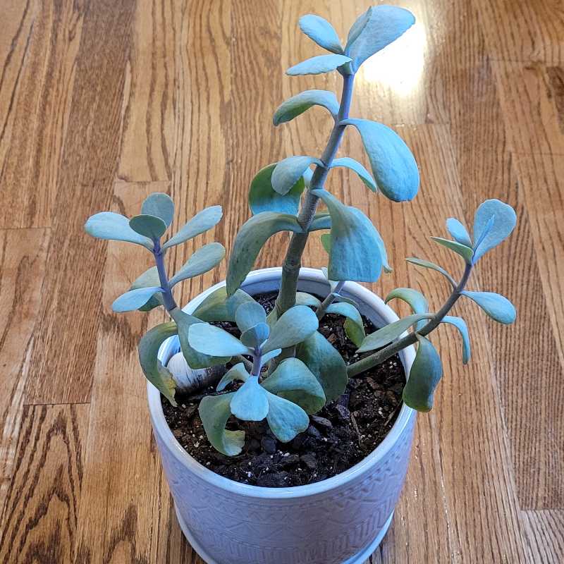 Potted Penwiper Plant with thick, fleshy leaves, healthy and well-framed.