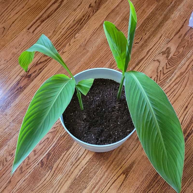 Canna Lily Is Not Toxic To Cats 🐱