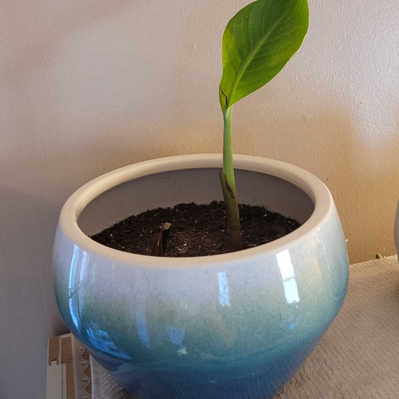 A healthy single canna lily leaf growing in dark soil in a bright blue ceramic pot, well-framed against a neutral background.