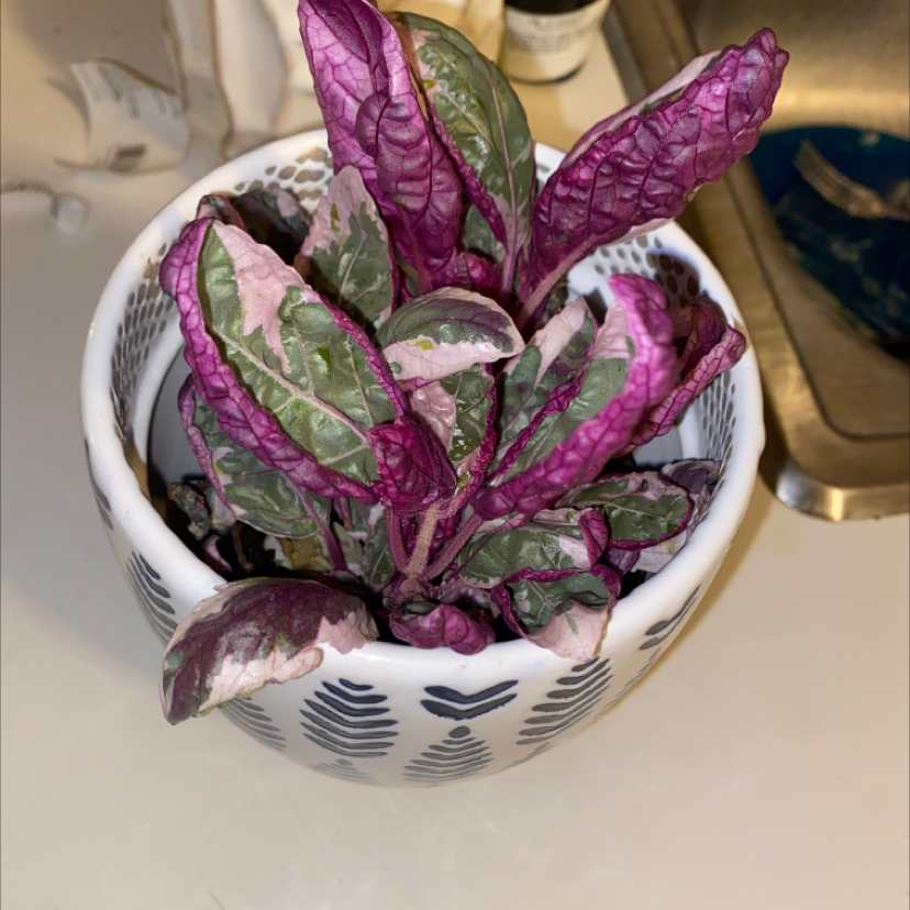 Waffle Plant (Hemigraphis alternata) in a decorative pot with vibrant purple and green leaves.