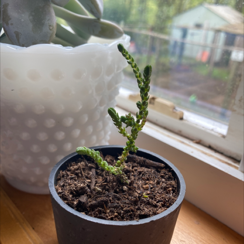Potted Rattail Crassula plant on a windowsill with visible soil and another plant in the background.