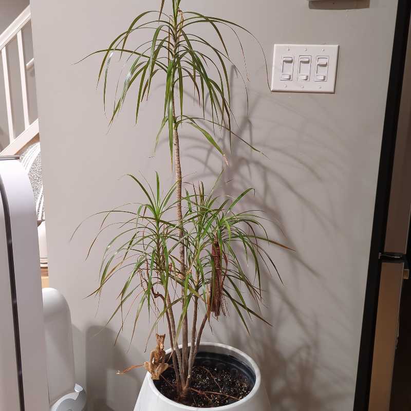 Dracaena marginata 'Bicolor' plant with visible yellowing and browning leaves in a pot.