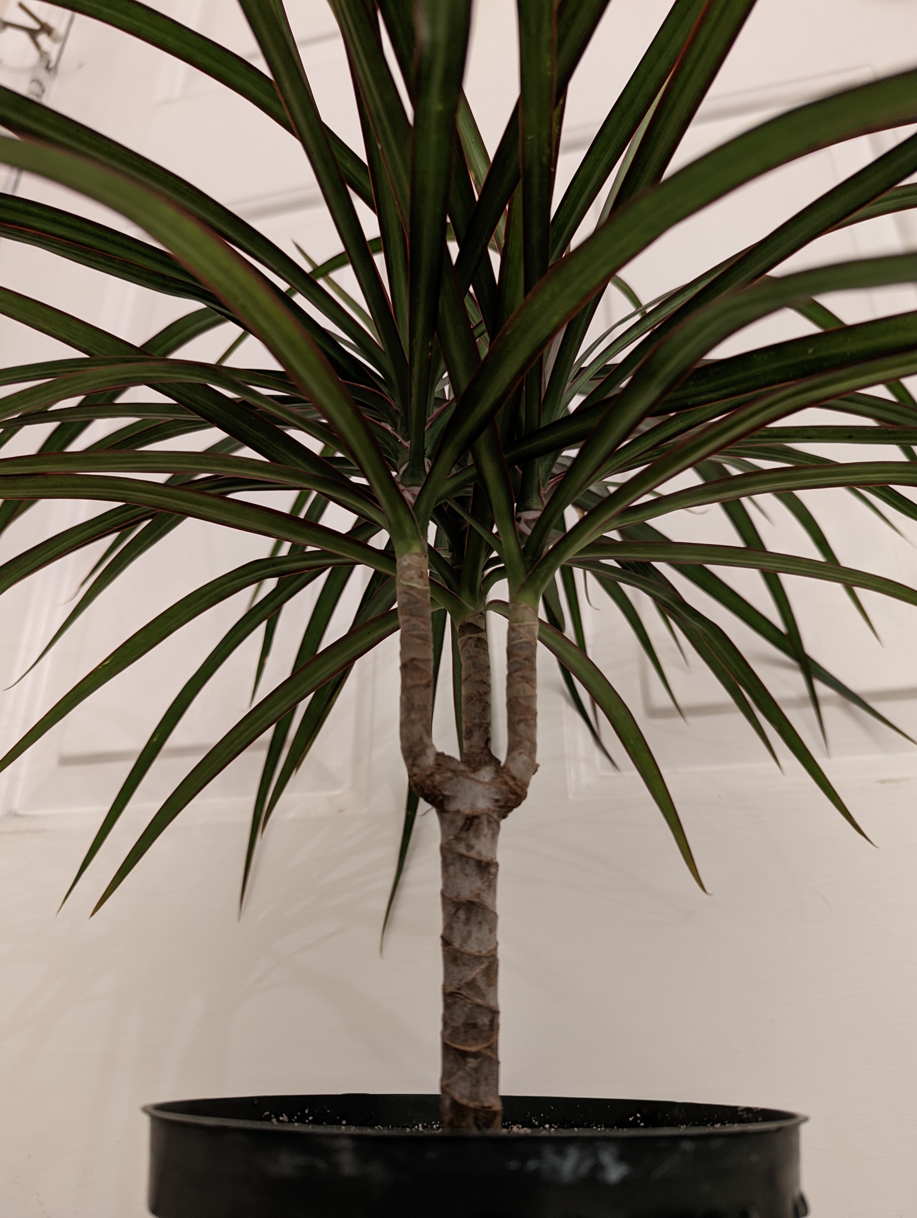 Dracaena marginata 'Bicolor' plant with green and red striped leaves in a black pot.