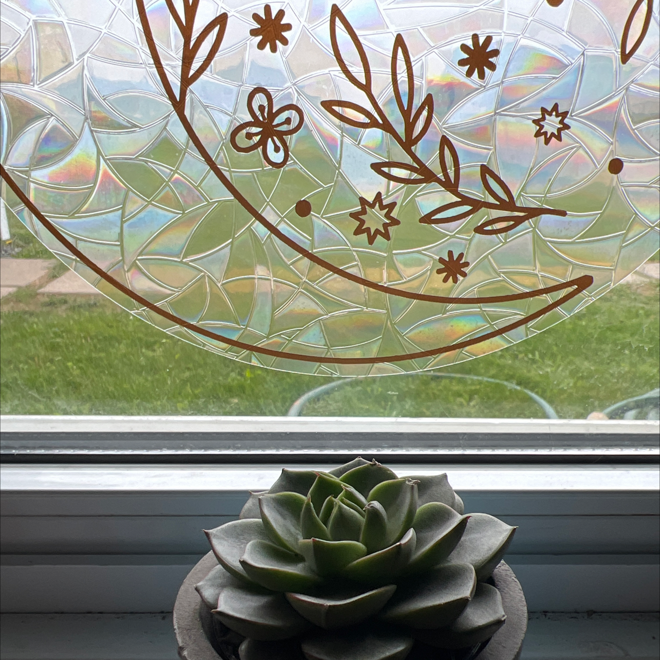 Why Are There Black Spots on My Succulent Leaves?