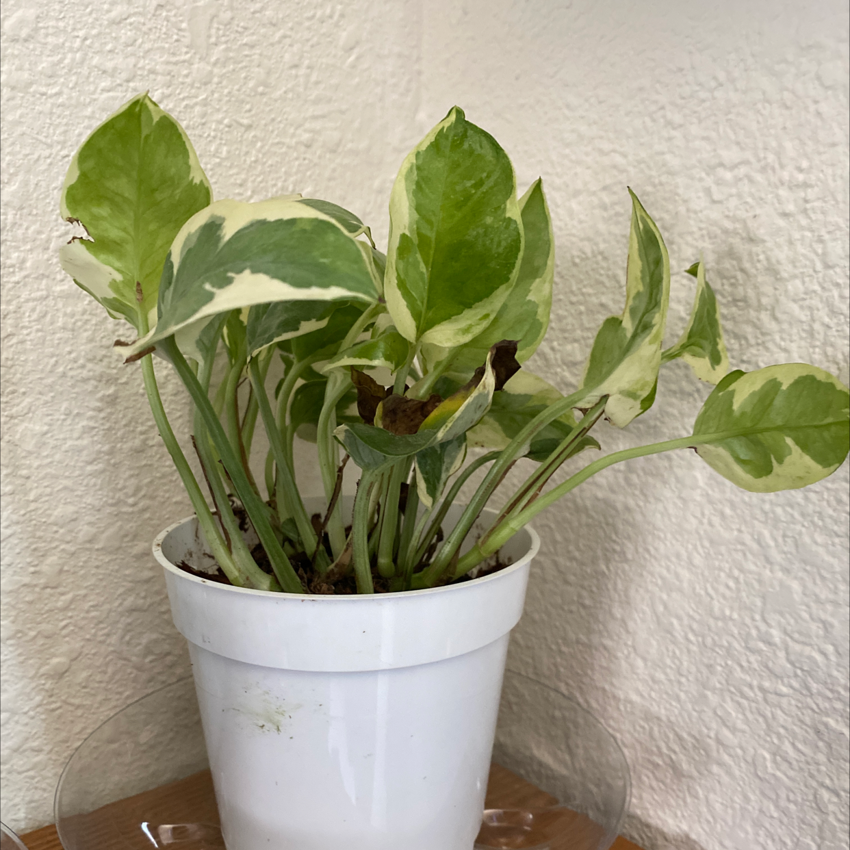 Taro Vine plant photo by @B_SMOOTH25 named Limer on Greg, the plant care app.