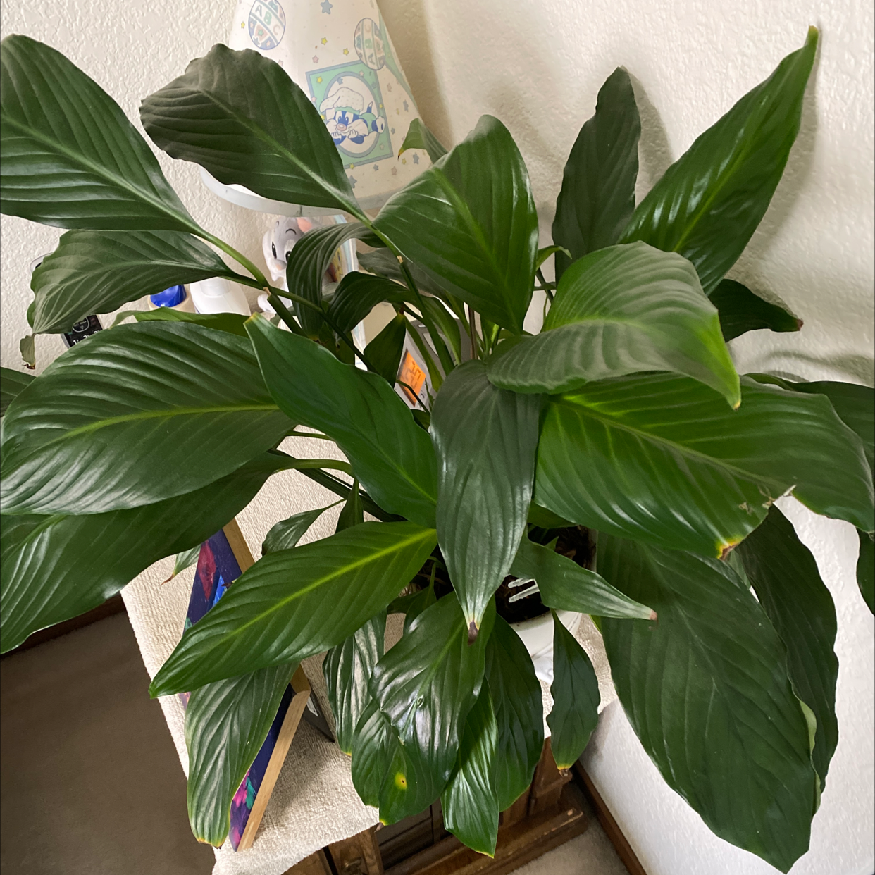 Peace Lily plant photo by @B_SMOOTH25 named Marley on Greg, the plant care app.
