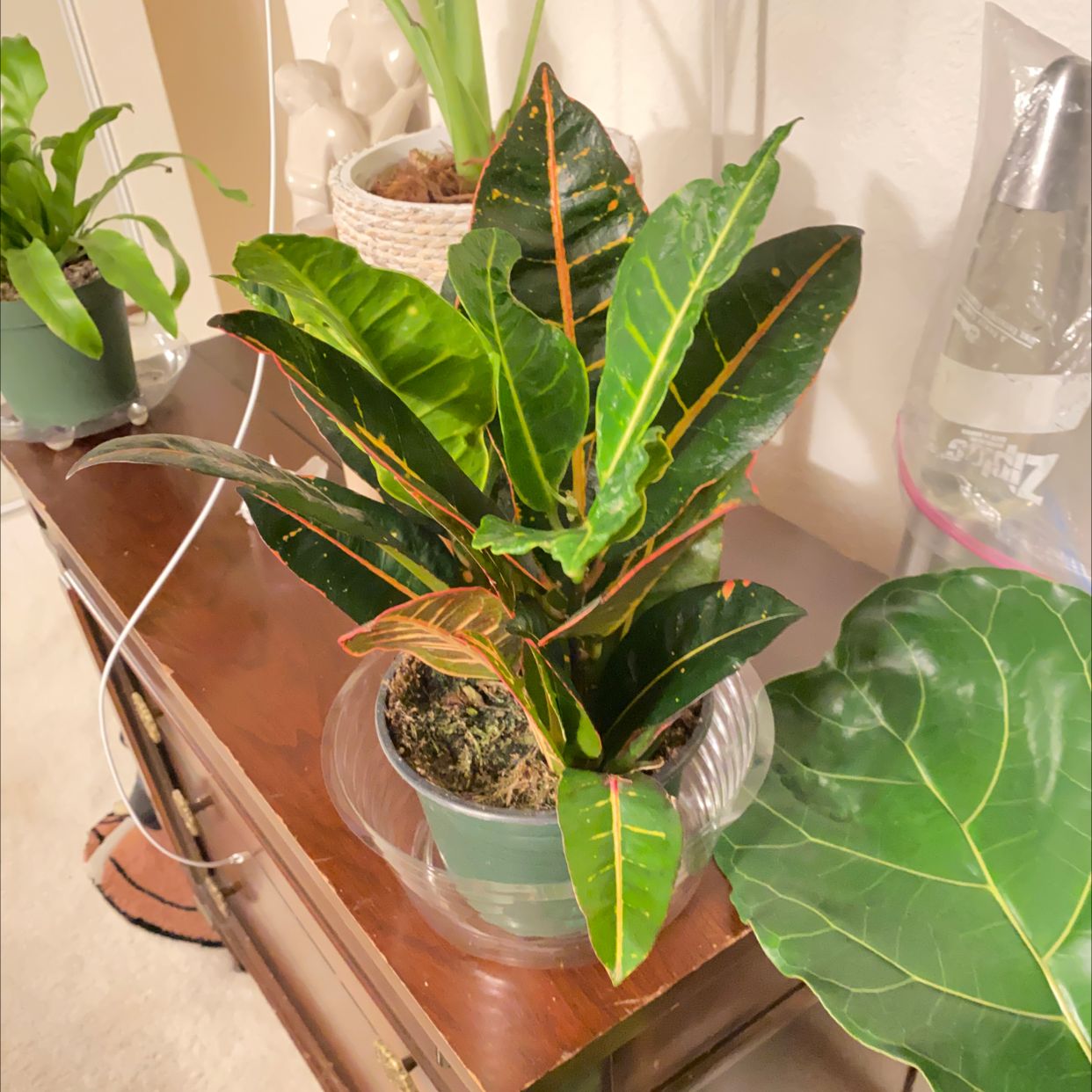 Gold Dust Croton plant photo by @B_SMOOTH25 named Scorpio on Greg, the plant care app.