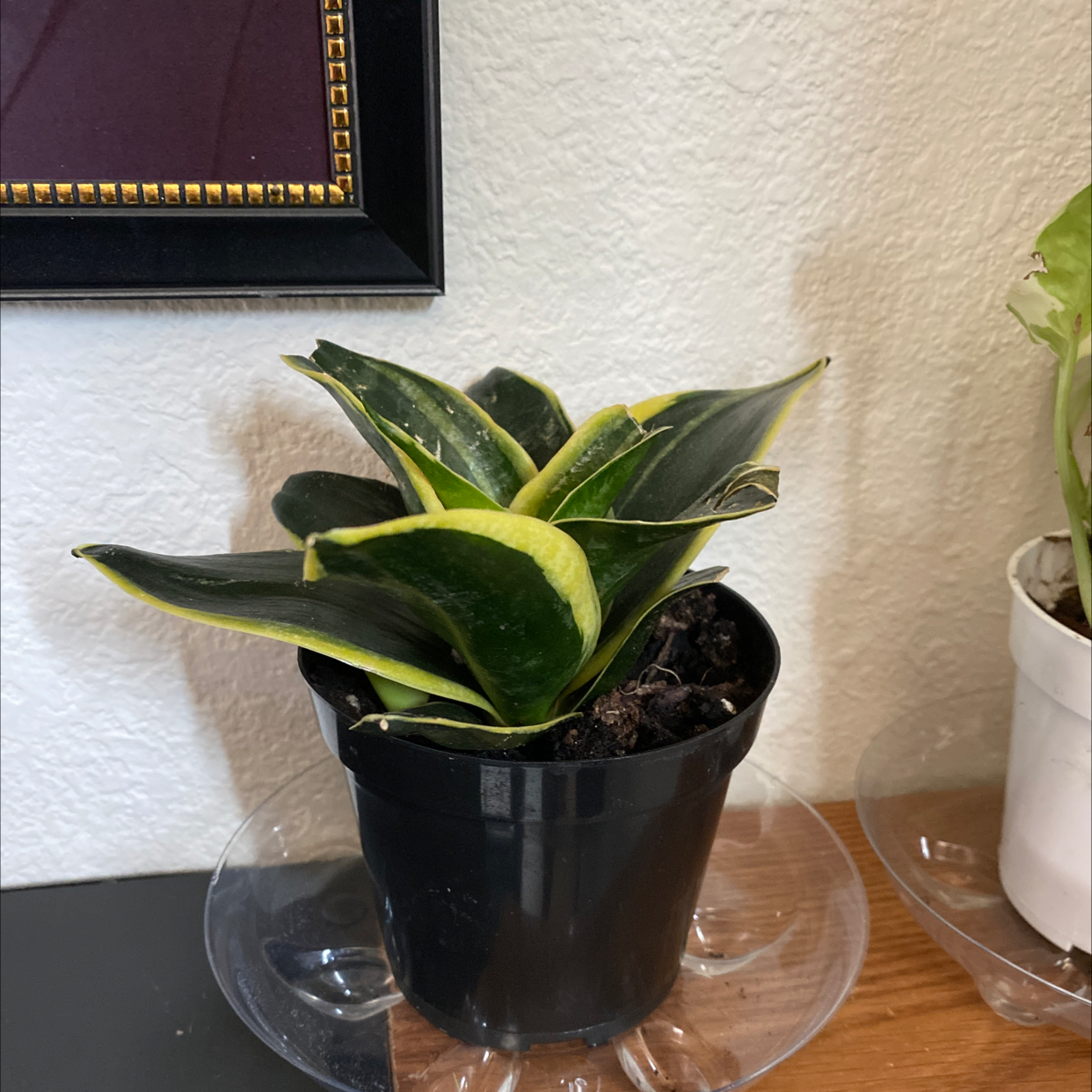 Snake Plant plant photo by @B_SMOOTH25 named Plato on Greg, the plant care app.