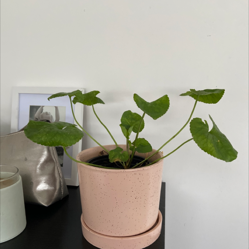 Potted Common Blue Violet plant with green leaves, background includes framed picture and objects.