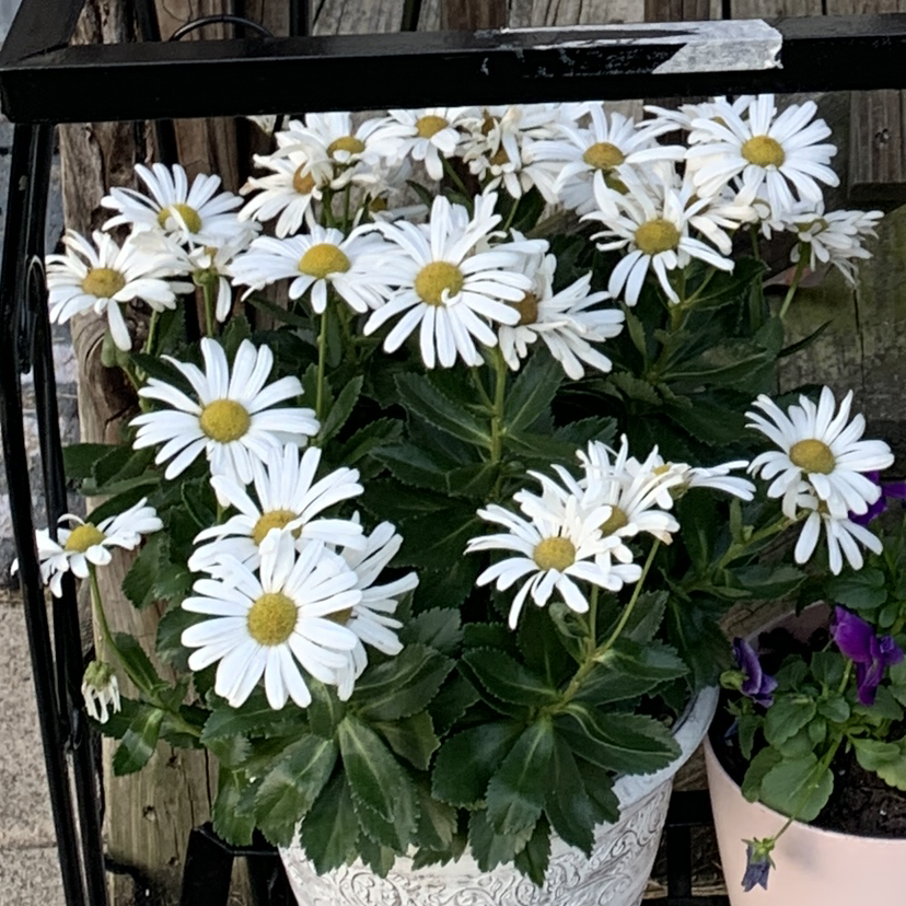 Photo of the plant species Montauk daisy by @justy24 named Bruce Lee on Greg, the plant care app