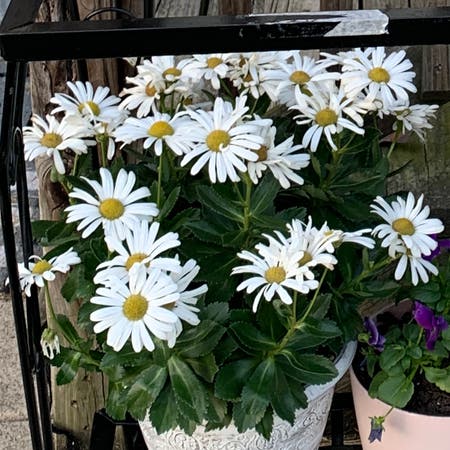 Photo of the plant species Montauk daisy by Justy24 named Bruce Lee on Greg, the plant care app