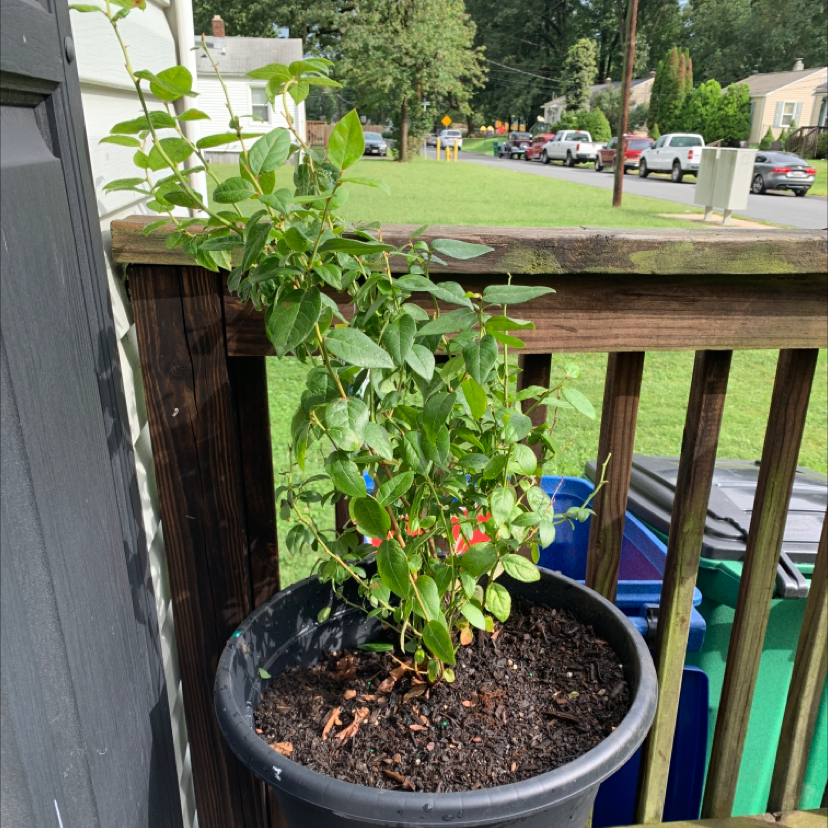 Photo of the plant species American Blueberry by @justy24 named da Vinci on Greg, the plant care app