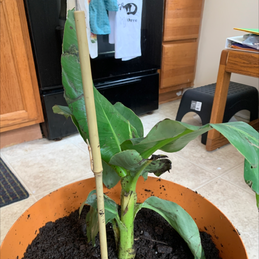 Photo of the plant species Dwarf Banana by @justy24 named Lebron on Greg, the plant care app