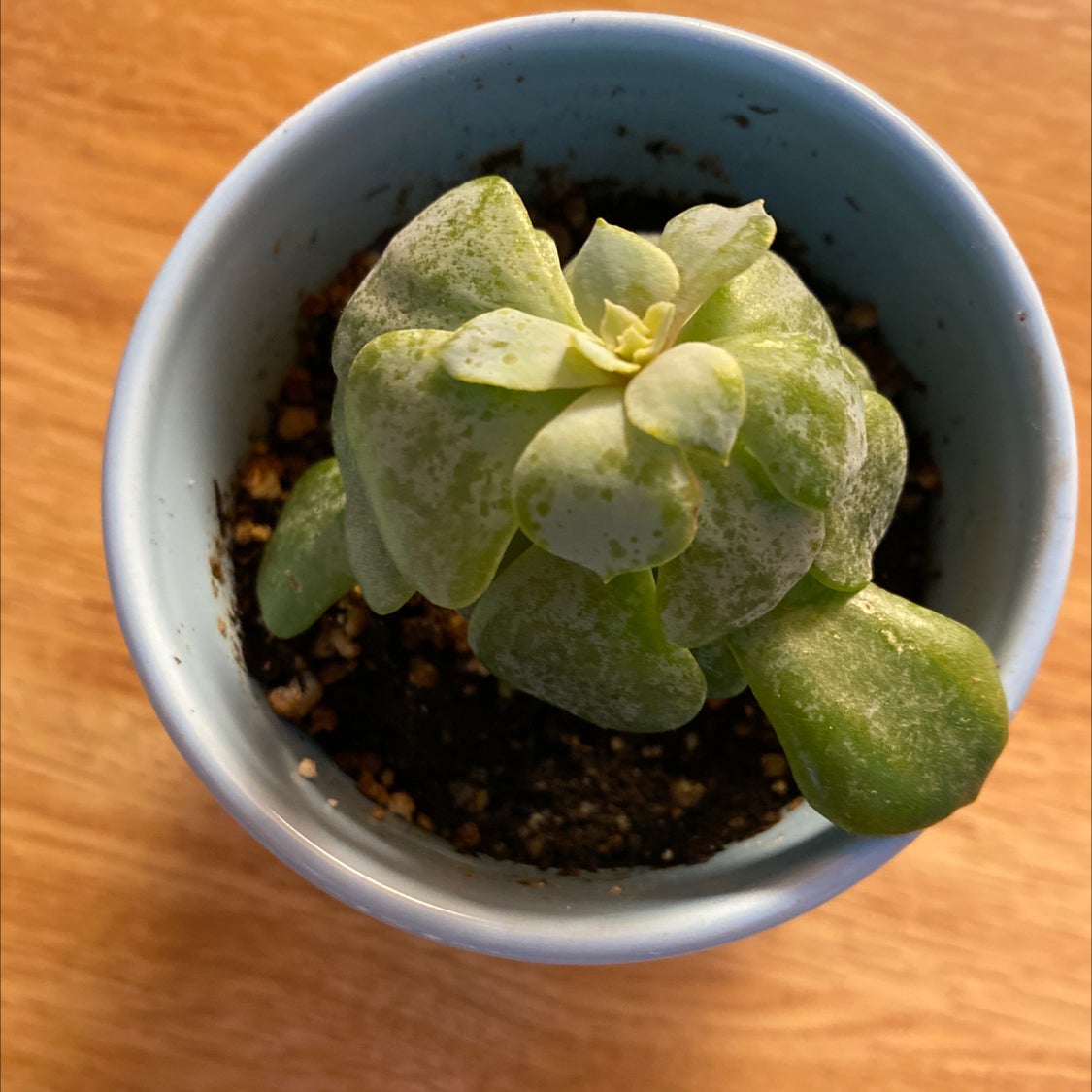 Blue Echeveria plant in a small pot with visible soil and some leaf discoloration.