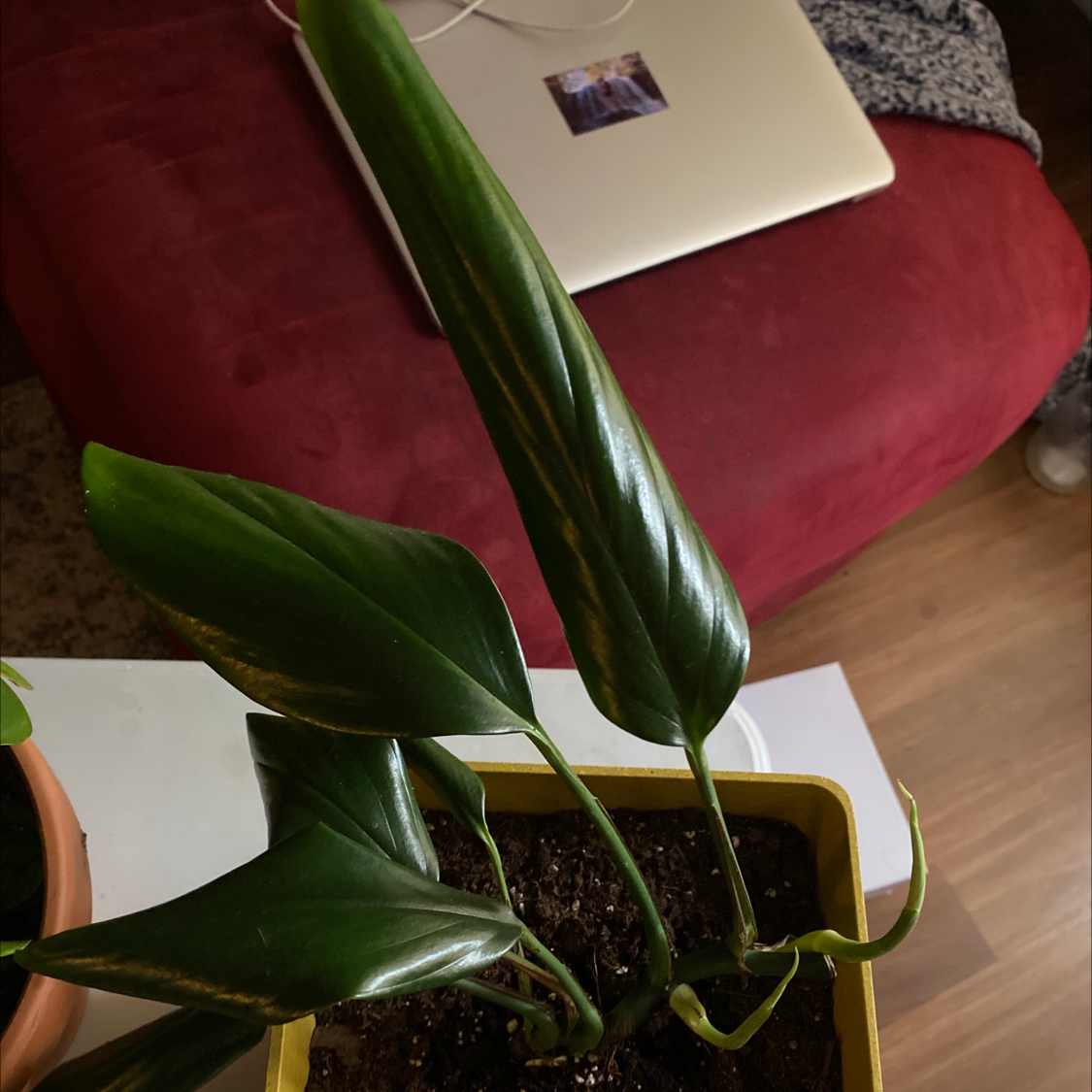 Photo of the plant species Rhaphidophora decursiva by @Gassynat named Help on Greg, the plant care app