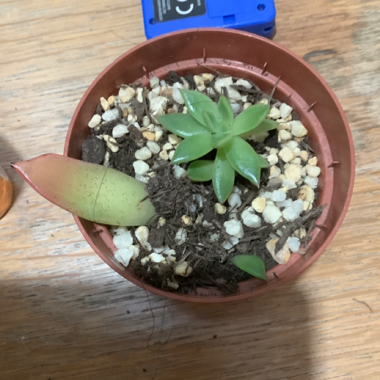 Photo of the plant species Echeveria 'Arrow Setosa' by Muaz named Cydnee on Greg, the plant care app