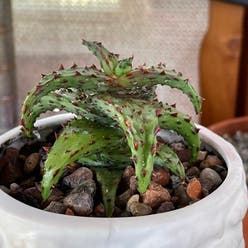 Aloe castilloniae | A plant by Qiushi on Greg Aloe castilloniae | A plant by Qiushi on Greg