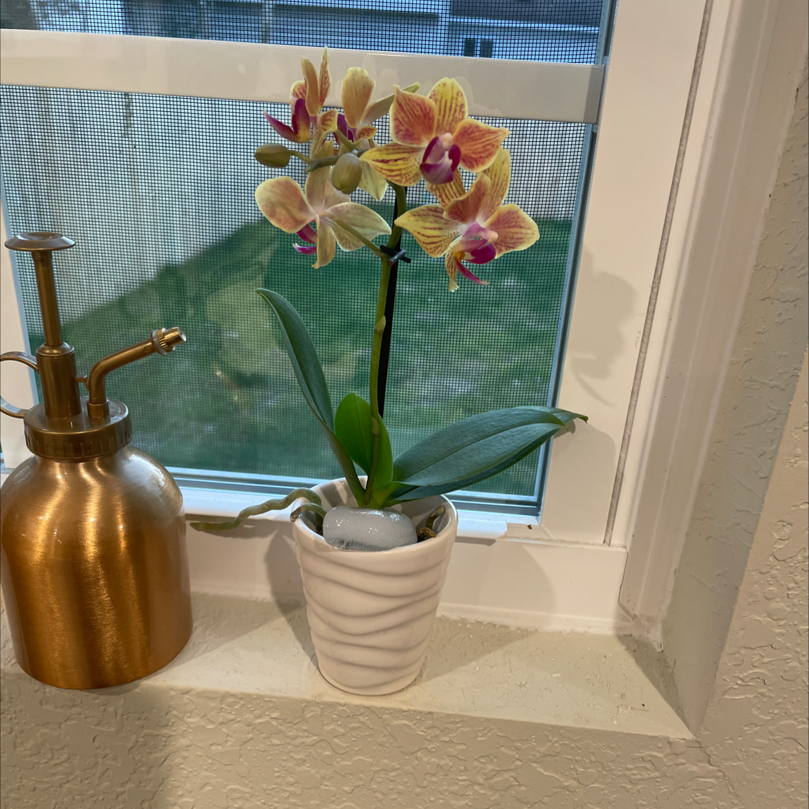 Moon Orchid (Phalaenopsis) in a white pot on a windowsill, with vibrant flowers and green leaves.