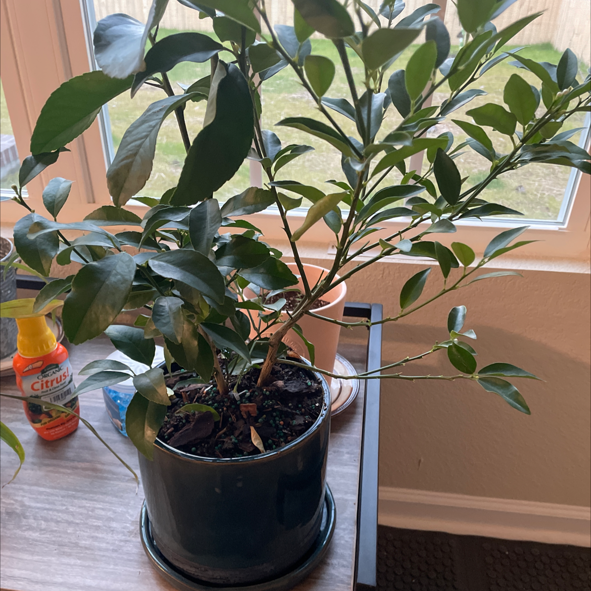 🍋 What Does It Mean When Lemon Blooms?