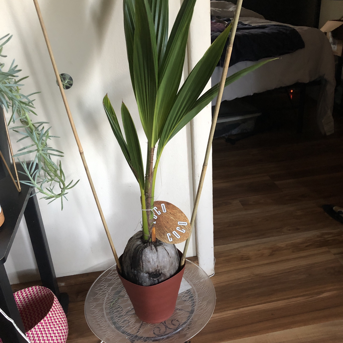 Young coconut plant in a pot with green leaves, well-framed and centered.