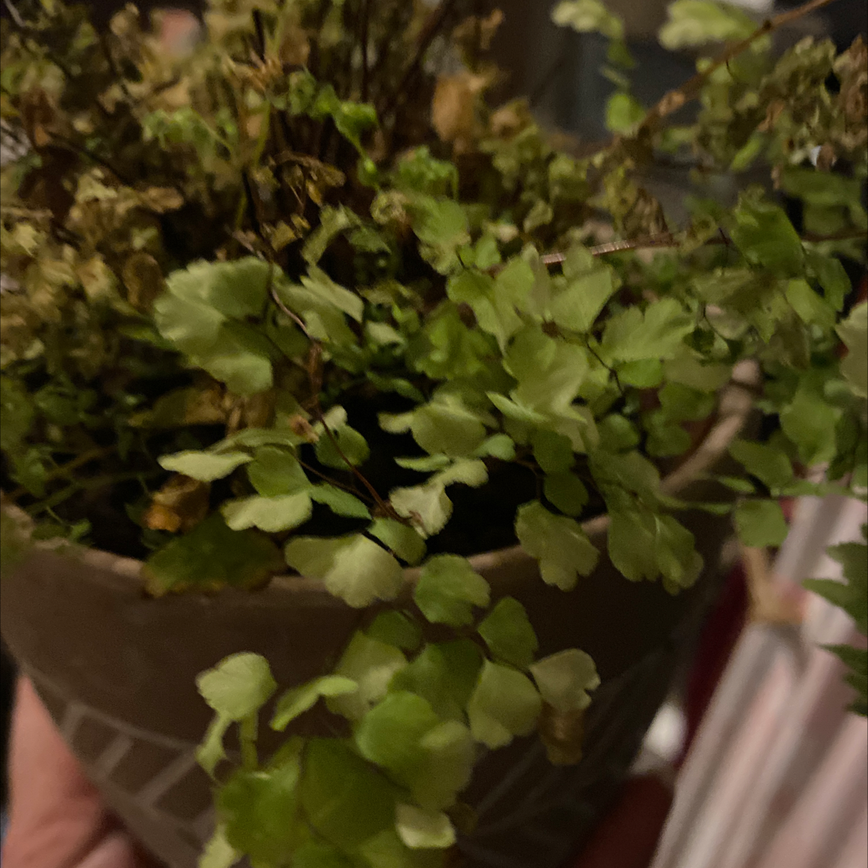 Photo of the plant species Pacific Maidenhair Fern by Nicola named Bob on Greg, the plant care app