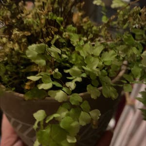 Pacific Maidenhair Fern plant photo by Nicola named Bob on Greg, the plant care app.