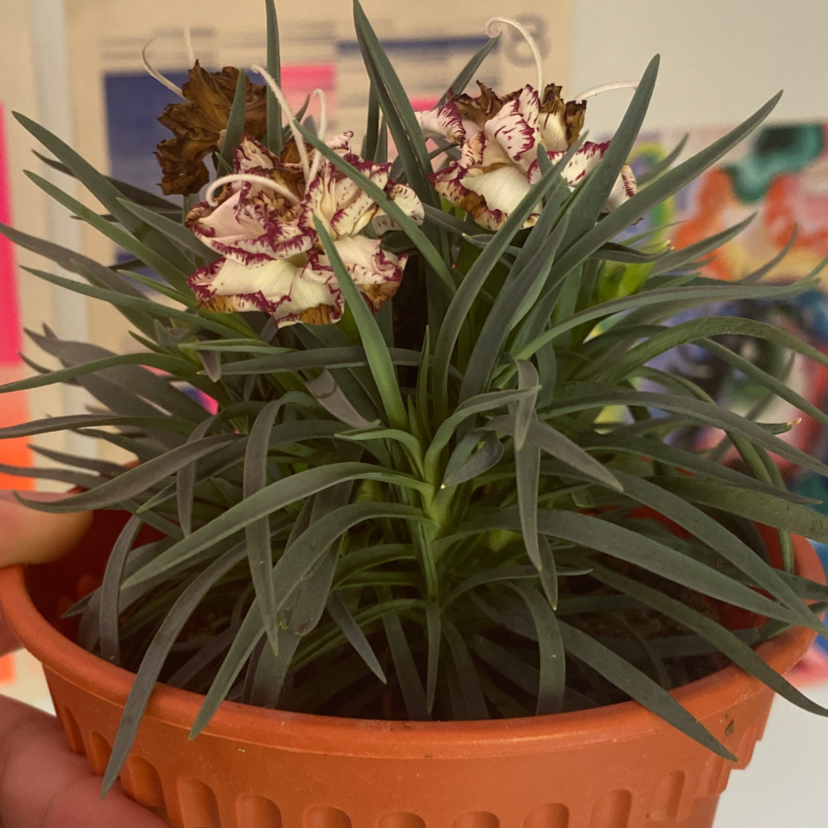Potted Border Carnation plant with flowers, some browning. Well-framed and centered.