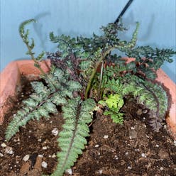Japanese Painted Fern plant