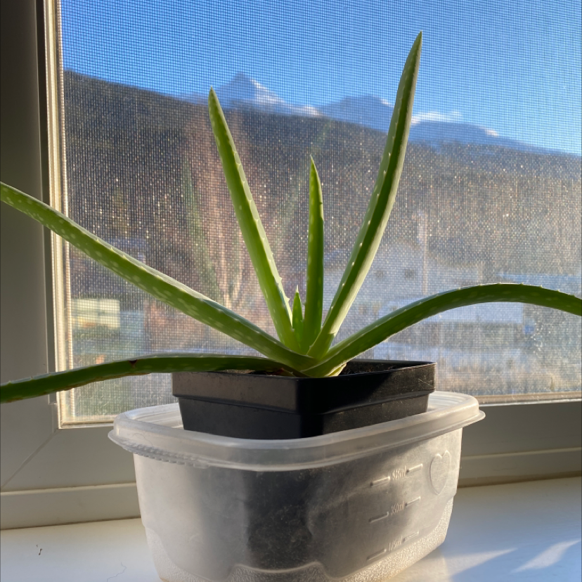 Aloe vera plant photo by @Reba named Patrick on Greg, the plant care app.