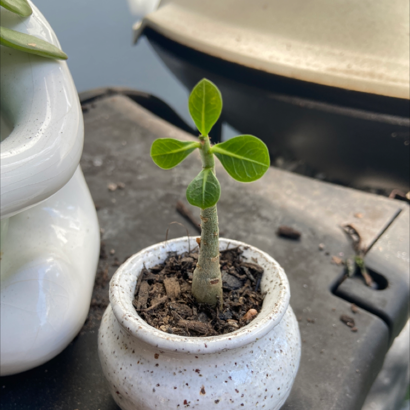 Photo of the plant species Desert Rose Plant by @Mattyfrae named Mini on Greg, the plant care app