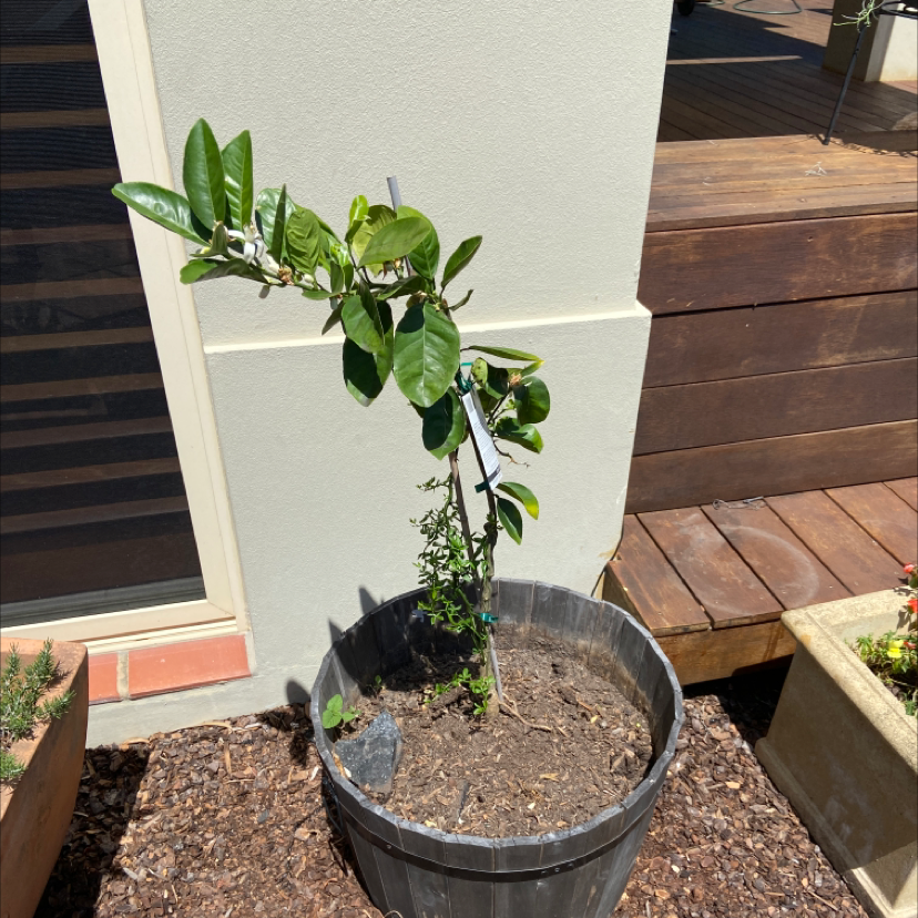 Photo of the plant species Orange Tree by @Mattyfrae named Mando on Greg, the plant care app