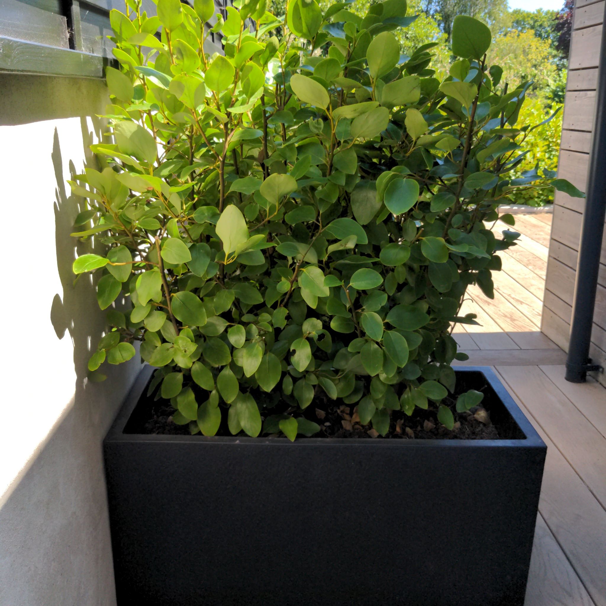 Plant care for Griselinia on Greg, the plant care app