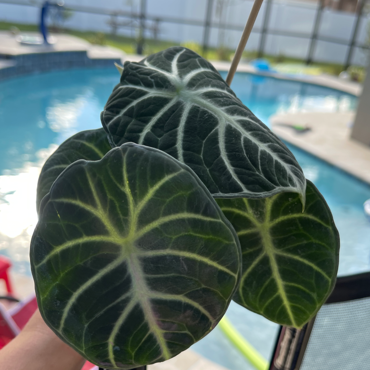 Alocasia ninja plant with dark green leaves and white veins, held by a hand near a pool.