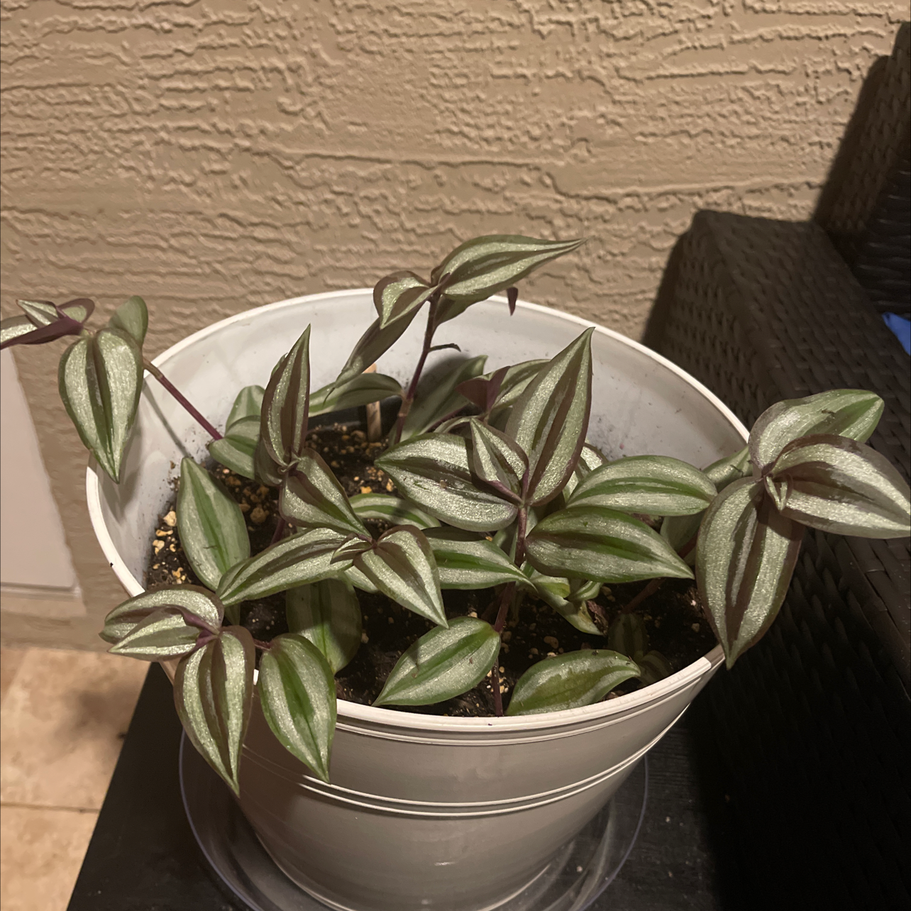 Spiderwort plant photo by @Foreva.Eva.xo named Miranda Bailey on Greg, the plant care app.