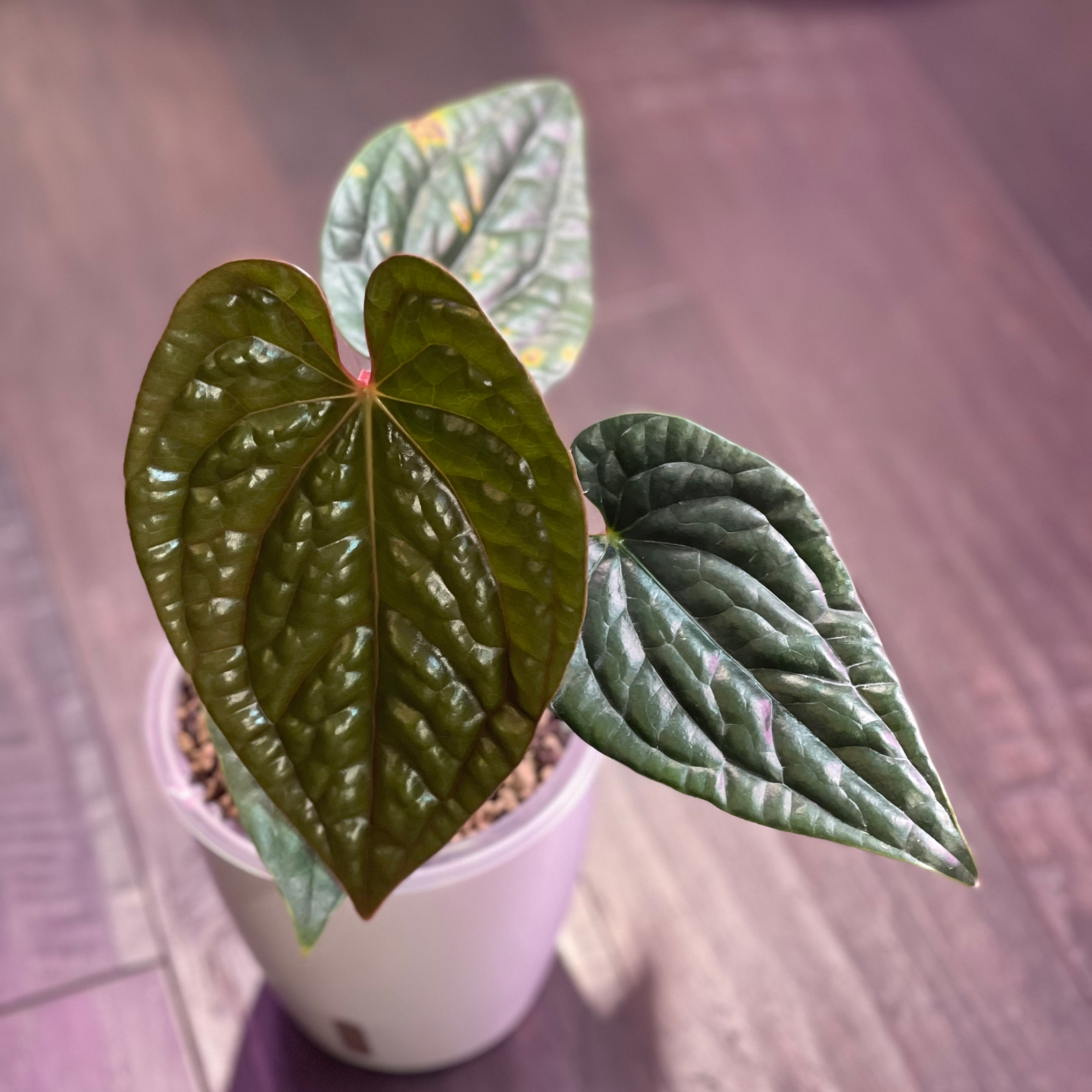 A healthy Anthurium Luxurians plant with three prominent leaves in a white pot.