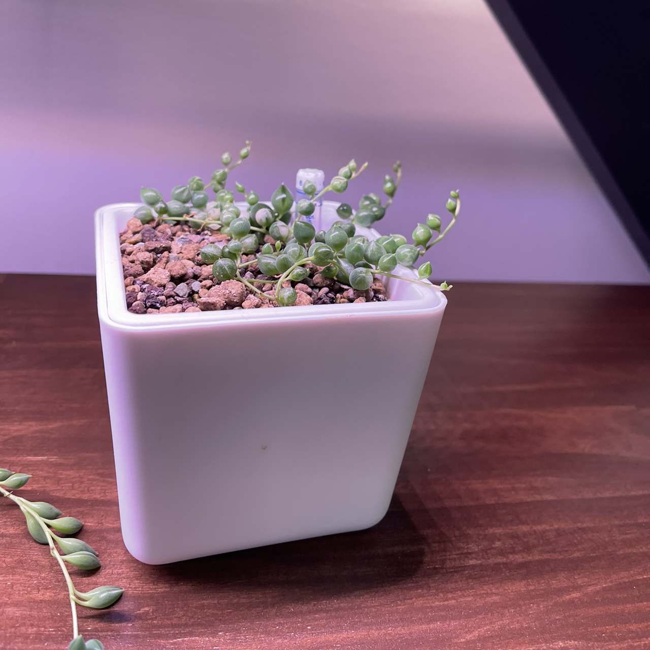 Variegated String of Pearls plant in a white pot with visible soil.