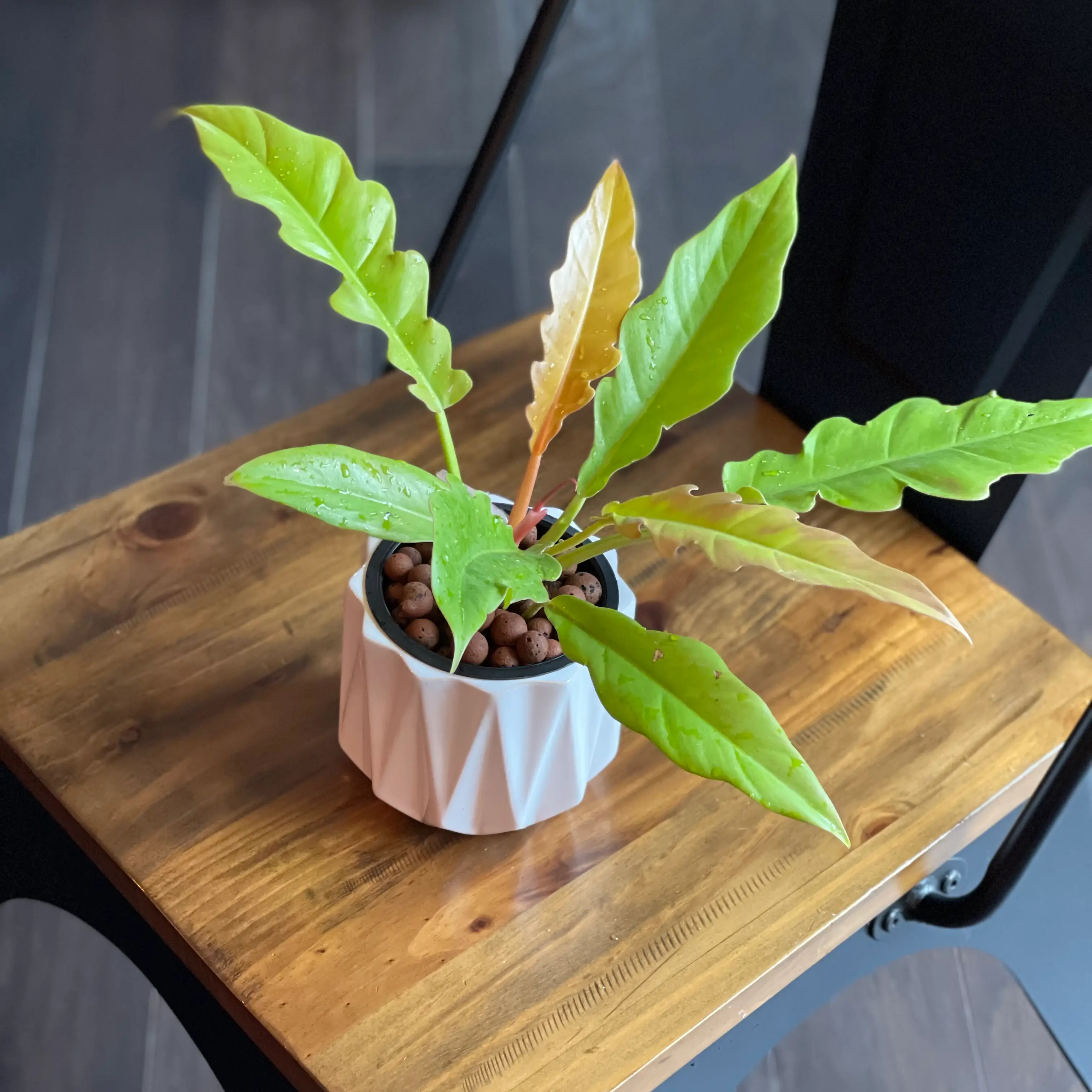 Photo of the plant species Golden Crocodile by @ShunaE named Croc on Greg, the plant care app