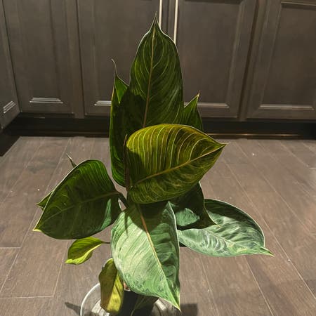 Photo of the plant species Chinese evergreen by Shunae named Suroso on Greg, the plant care app