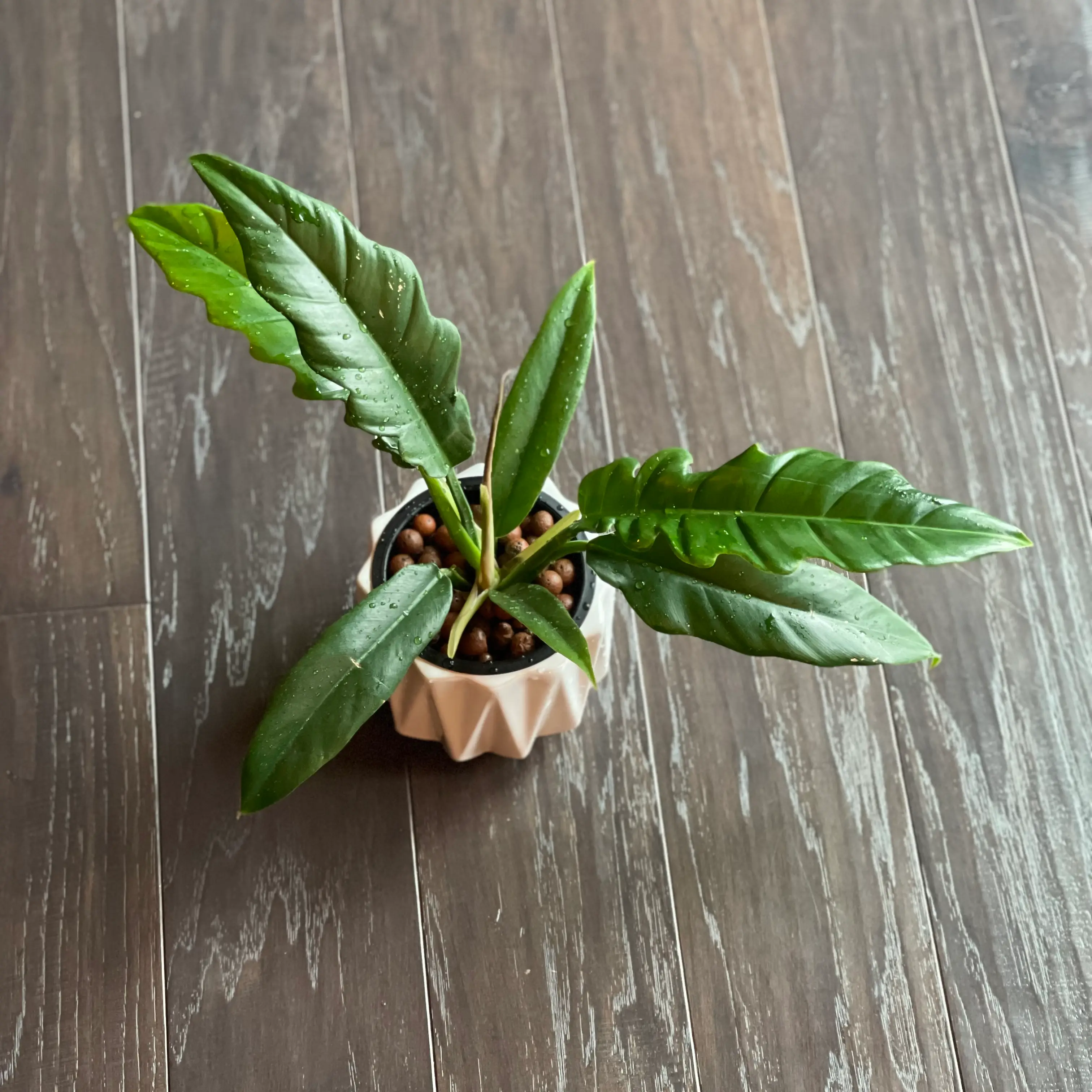 Tiger Tooth Philodendron in a small pot on a wooden floor, healthy green leaves.