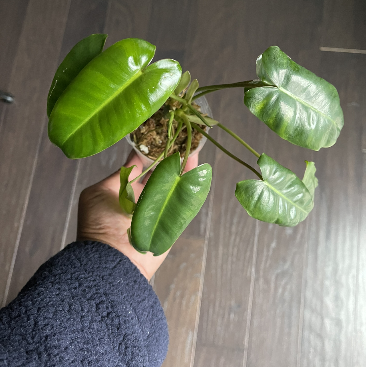 Burle Marx plant with healthy green leaves held by a hand.