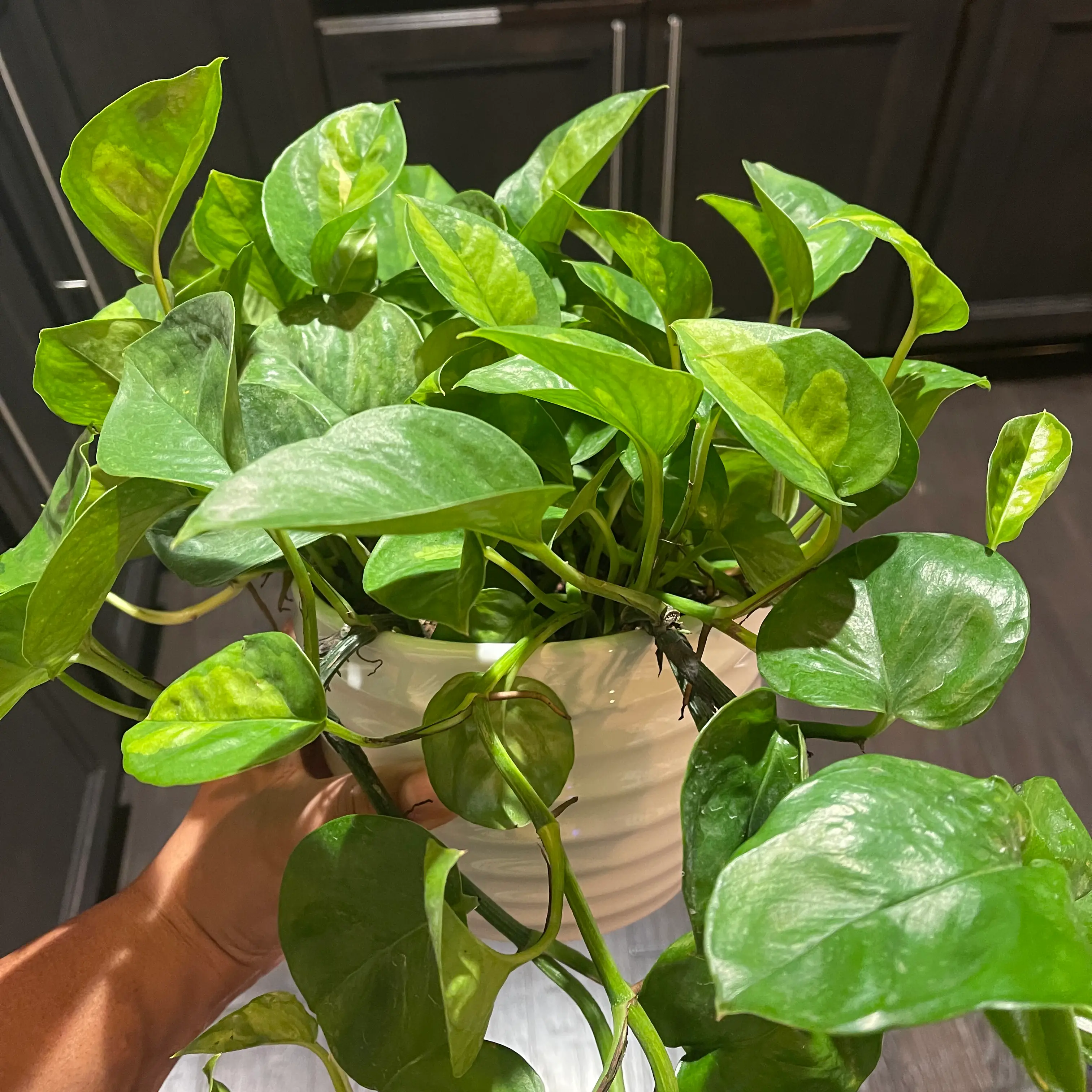 Healthy Global Green Pothos plant in a white pot, held by a hand.