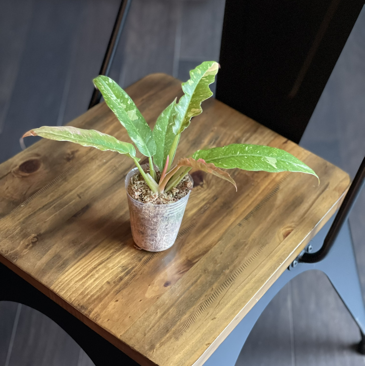 Philodendron 'Ring of Fire' plant on a wooden surface, healthy with vibrant green leaves.