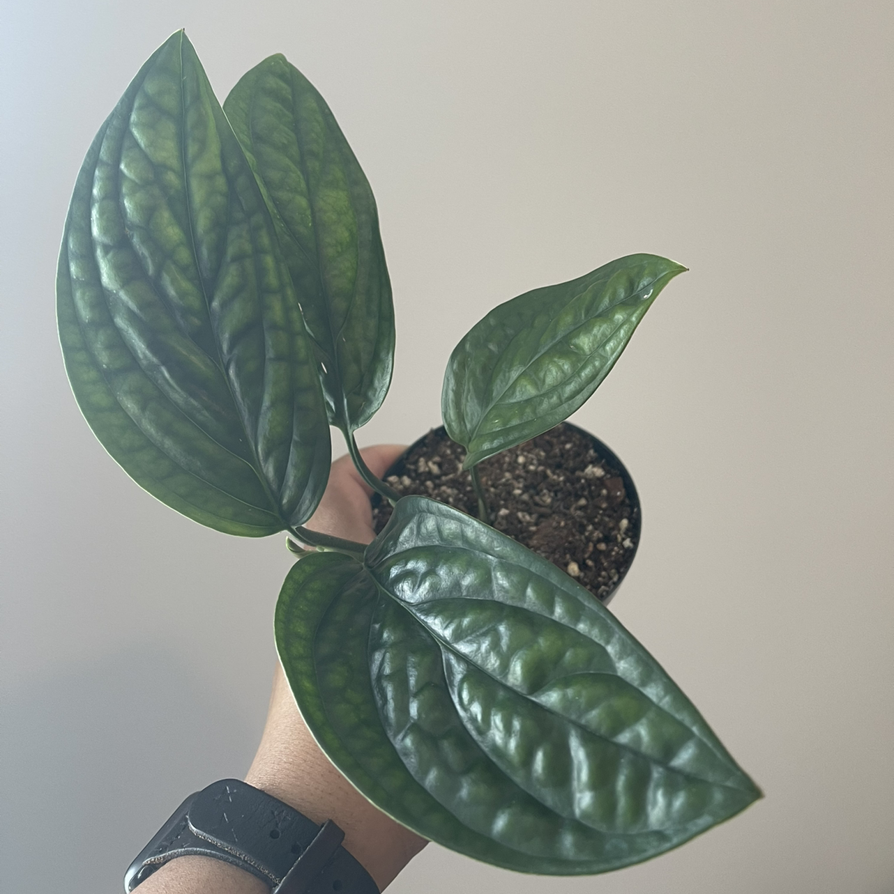 Monstera pinnatipartita plant with dark green leaves held by a hand, soil visible.