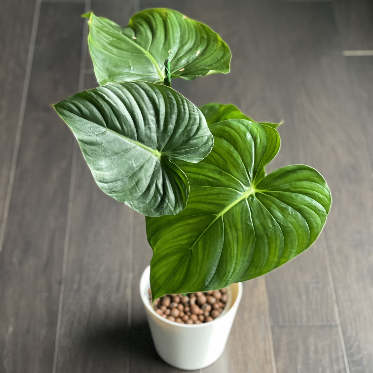 Philodendron Pastazanum plant in a white pot with LECA, displaying large, healthy green leaves.