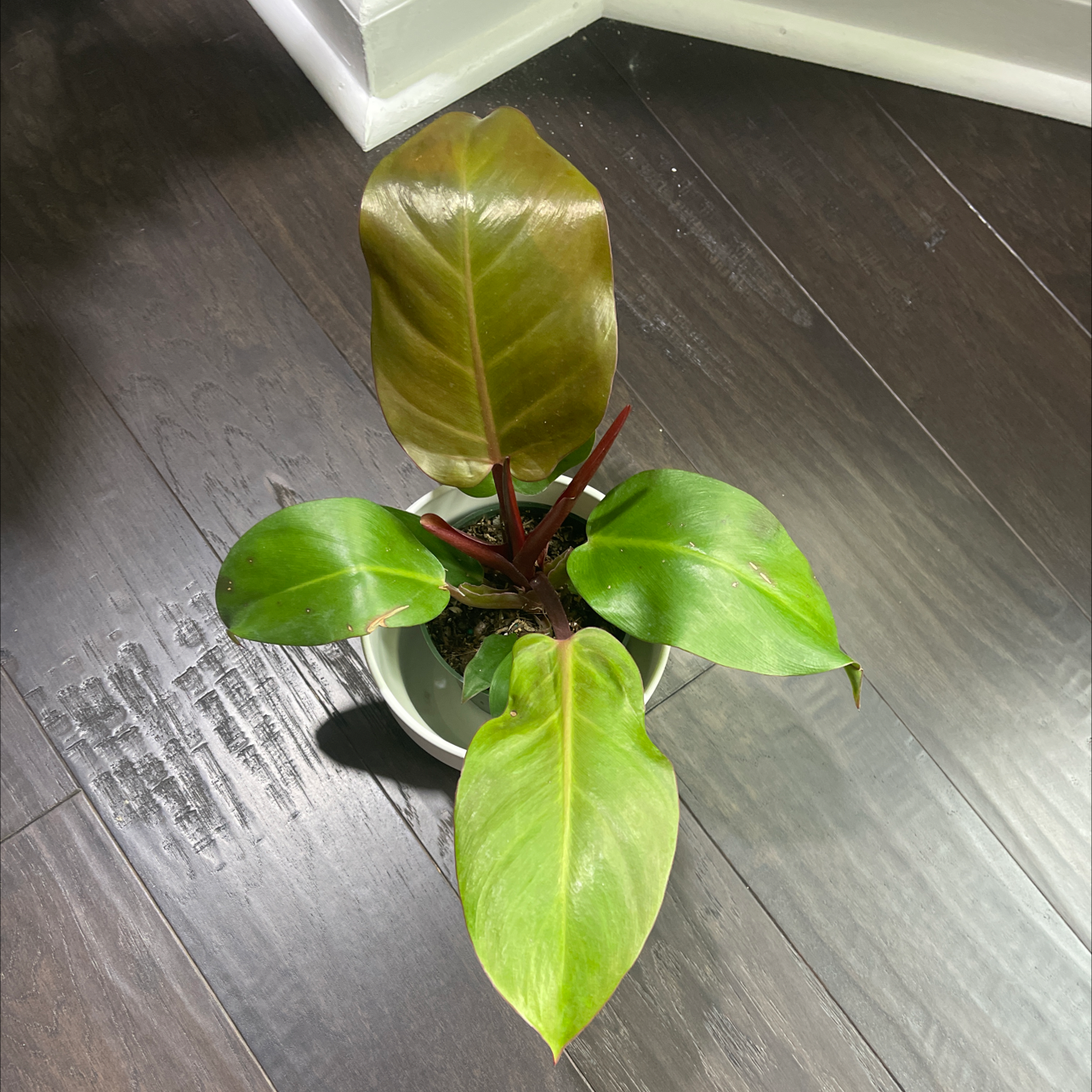 Potted McColley's Finale plant with green and one browning leaf on a wooden floor.