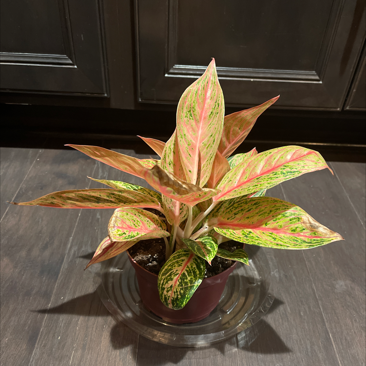 Plant care for Anthurium guadalupeae on Greg, the plant care app