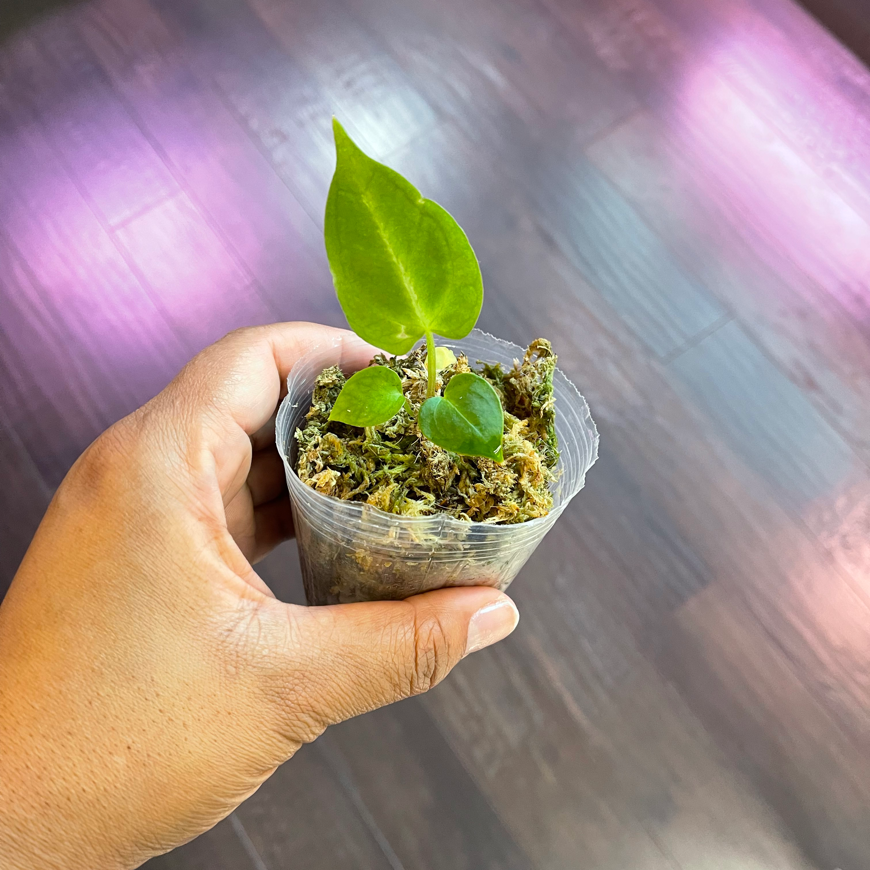 A healthy Anthurium magnificum plant held in a hand with visible moss-based soil.