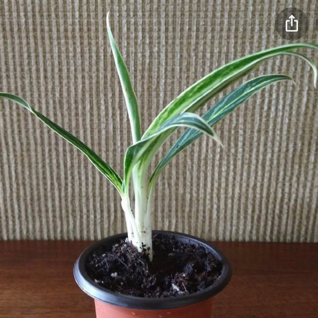 Potted Aglaonema 'Cutlass' plant with green and white variegated leaves.