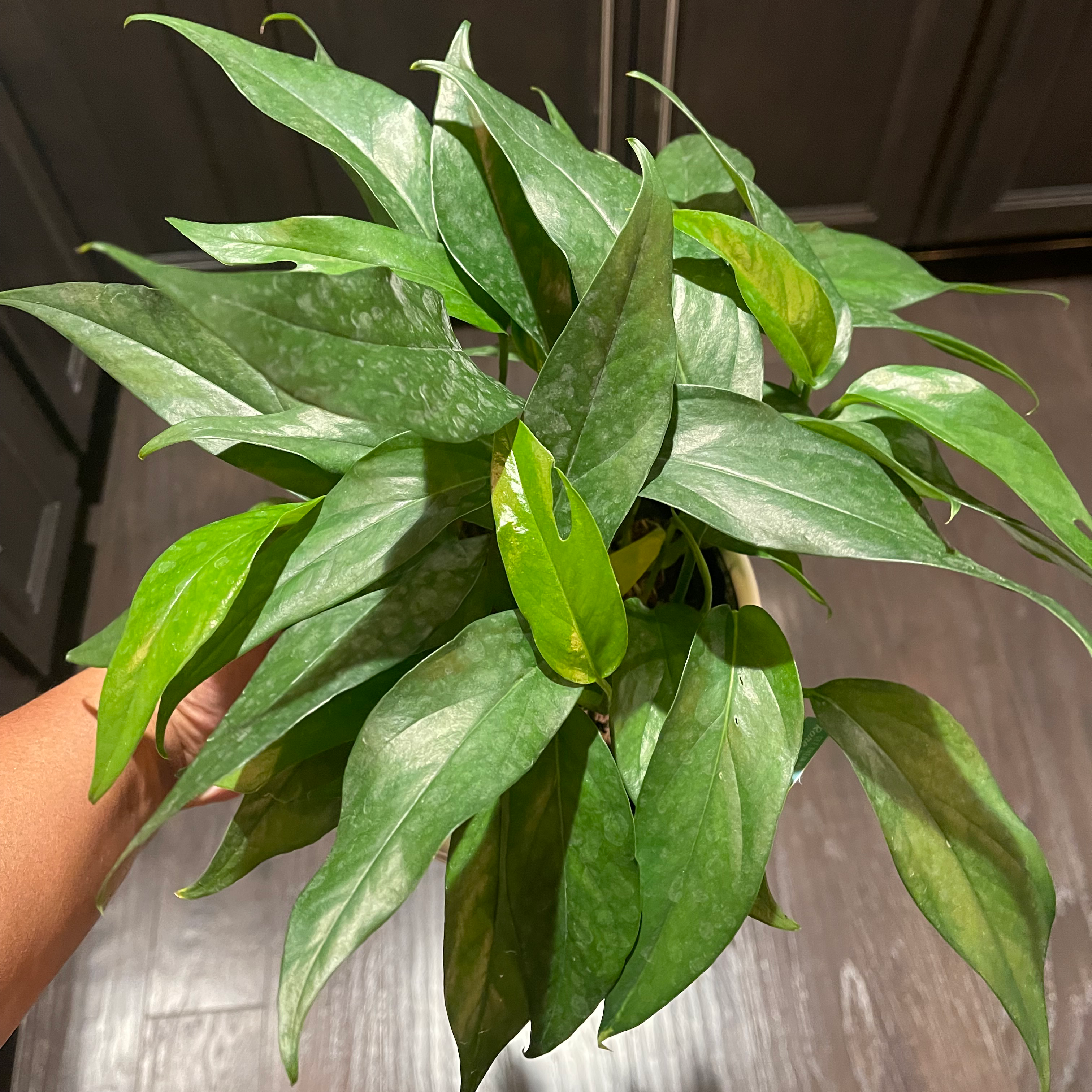 Baltic Blue Pothos plant with healthy green leaves and minor yellowing, held by a hand.